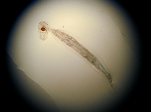 Oikopleura sp. Oikopleura sp.
