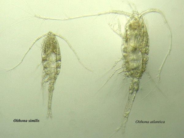 Oithona similis and Oithona atlantica Oithona similis and Oithona atlantica