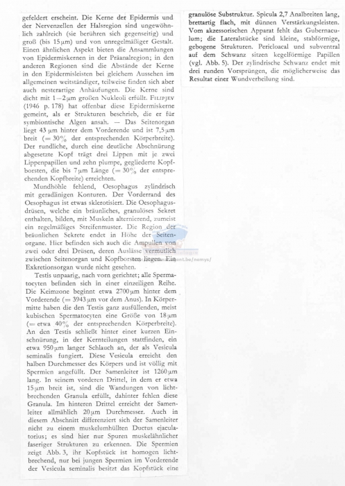 Trefusialaimus monorchis