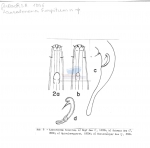 Lauratonema hospitum