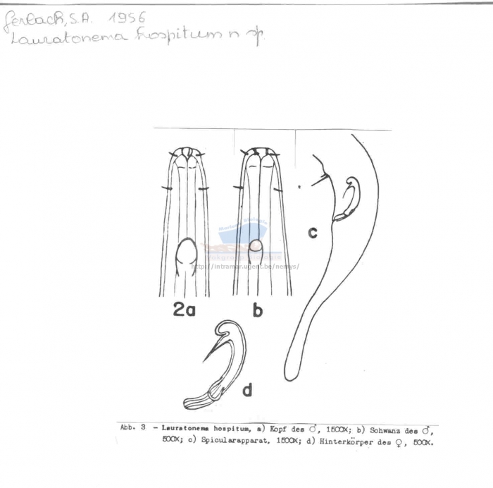 Lauratonema hospitum