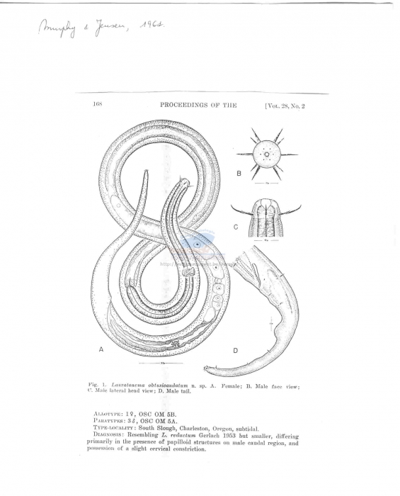 Lauratonema obtusicaudatum