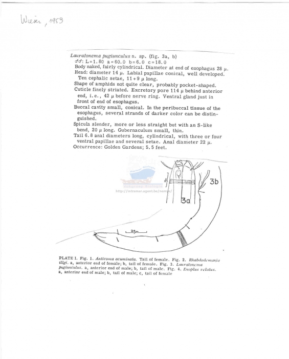 Lauratonema pugiunculus