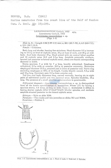 Lauratonema reniamphidum