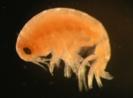 Amphipoda