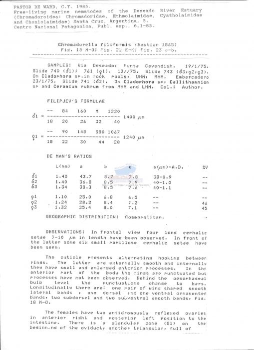 Chromadorella filiformis