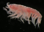 Amphipoda