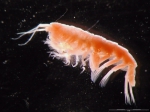 Amphipoda