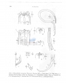 Nematode file-library of the Marine Biology Section (Ghent University, Belgium)