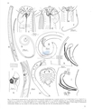 Nematode file-library of the Marine Biology Section (Ghent University, Belgium)