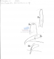 Nematode file-library of the Marine Biology Section (Ghent University, Belgium)