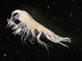 Cleonardo appendiculatus (Sars,  1879)