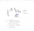Nematode file-library of the Marine Biology Section (Ghent University, Belgium)