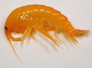 Gammarus sp.