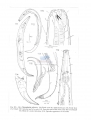 Nematode file-library of the Marine Biology Section (Ghent University, Belgium)
