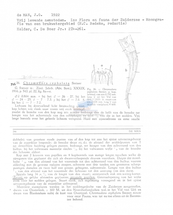 Dichromadora cephalata
