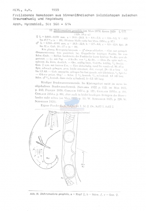 Dichromadora geophila