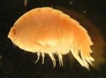 Amphipoda