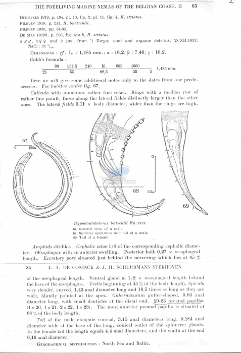 Hypodontolaimus balticus