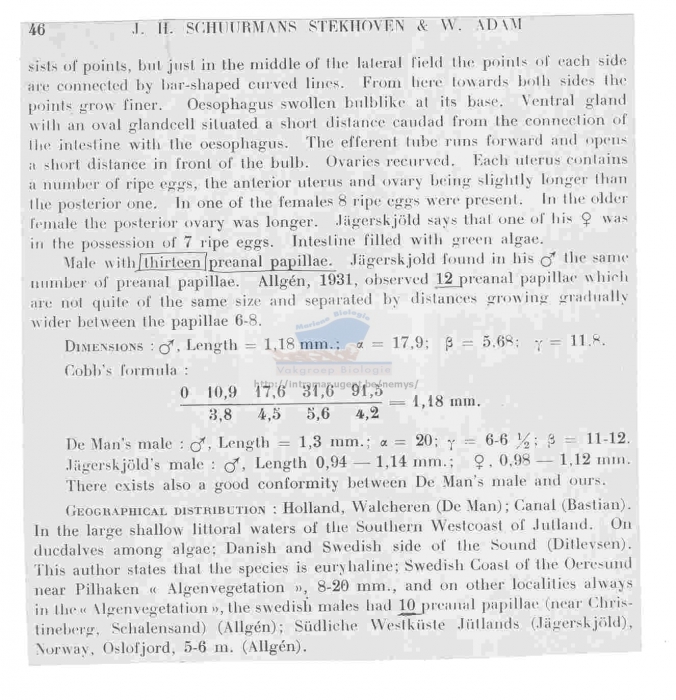 Hypodontolaimus inaequalis