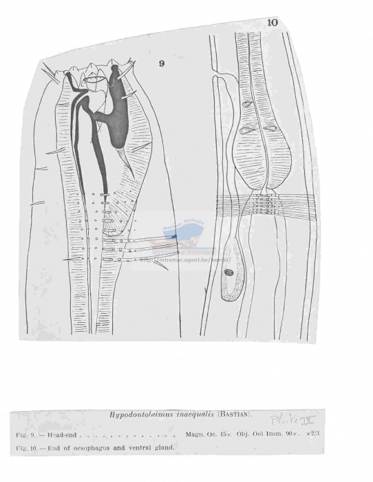 Hypodontolaimus inaequalis