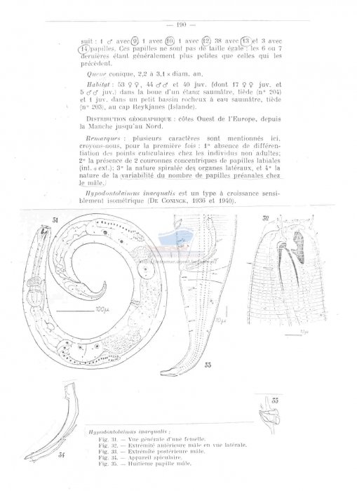 Hypodontolaimus inaequalis