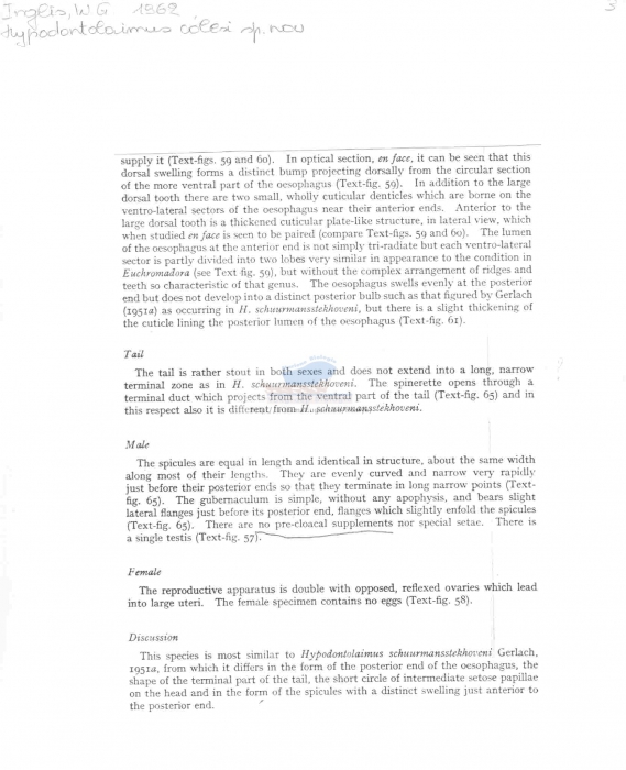 Hypodontolaimus colesi