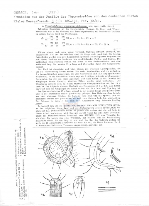 Hypodontolaimus schuurmansstekhoveni