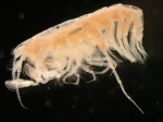 Amphipoda
