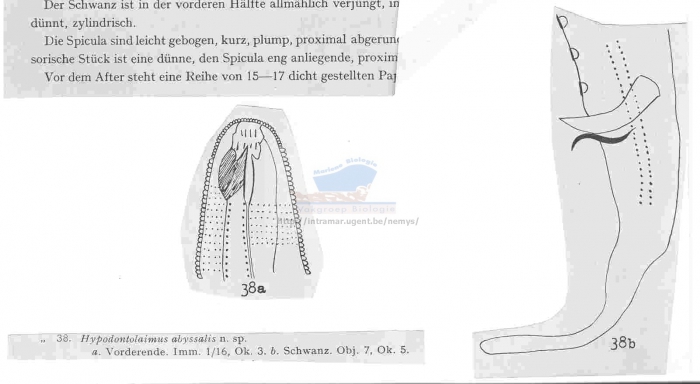 Hypodontolaimus abyssalis