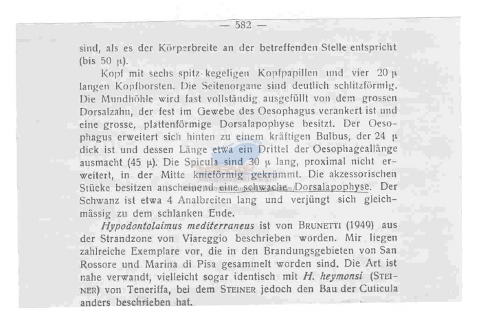 Hypodontolaimus mediterraneus