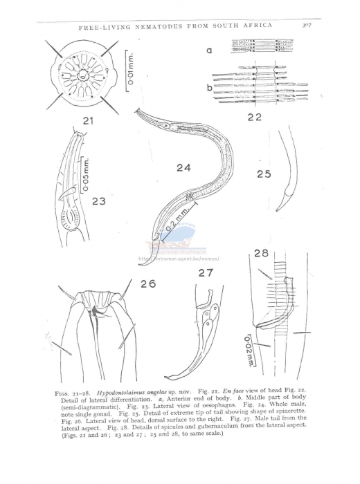 Hypodontolaimus angelae