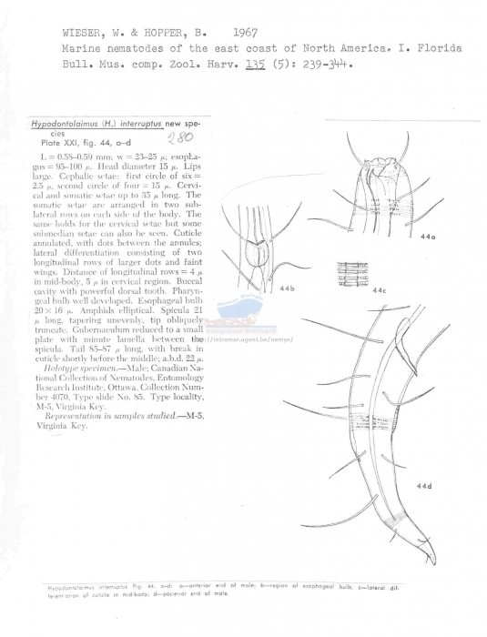 Hypodontolaimus interruptus