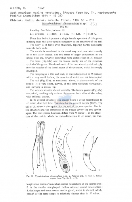 Hypodontolaimus obtusicaudatus