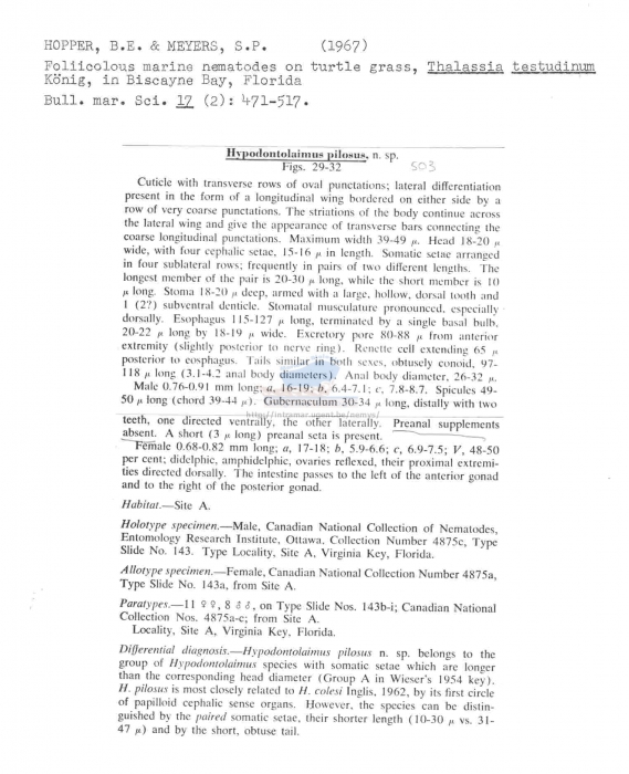 Hypodontolaimus pilosus