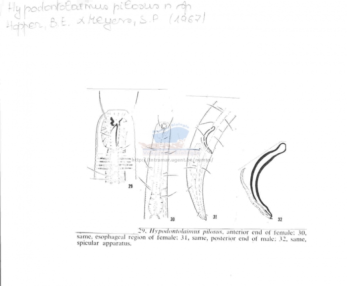 Hypodontolaimus pilosus