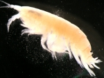 Amphipoda