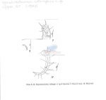 Hypodontolaimus solivagus