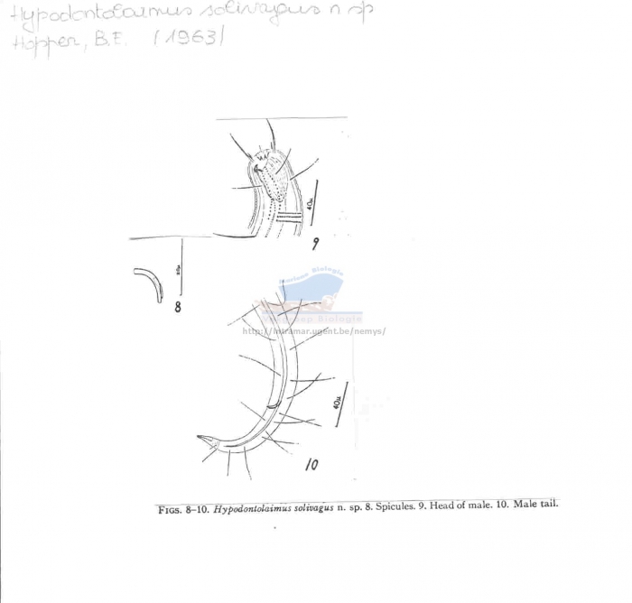 Hypodontolaimus solivagus