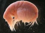 Amphipoda