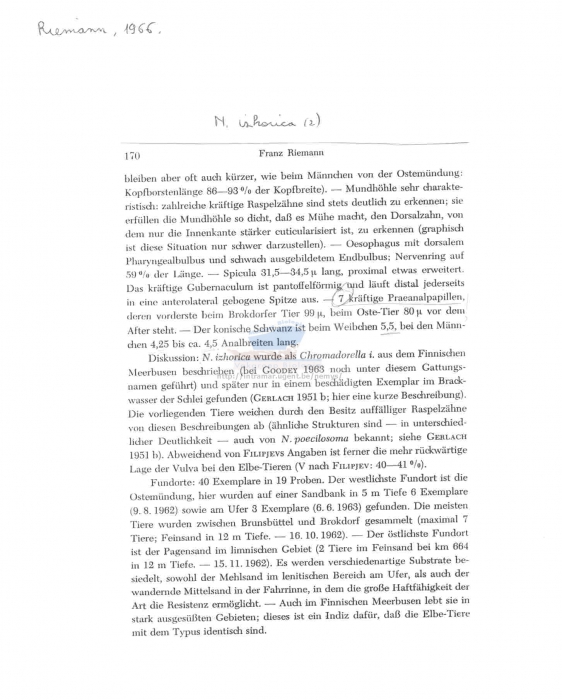 Neochromadora izhorica