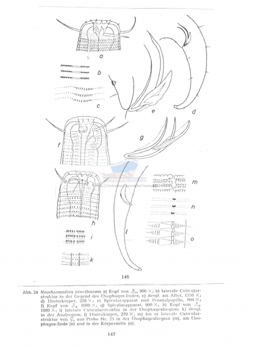 Neochromadora poecilosoma