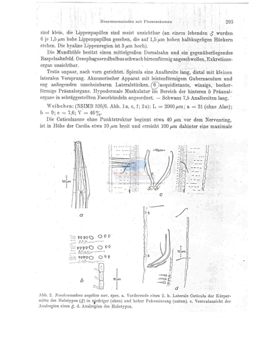 Neochromadora angelica