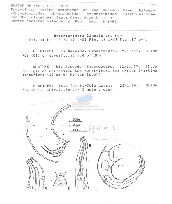 Neochromadora lineata