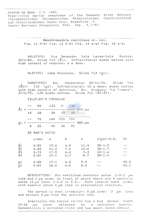 Neochromadora papillosa