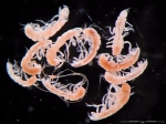 Isopoda