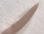 Polychaeta