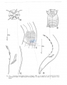 Nematoda (roundworms)
