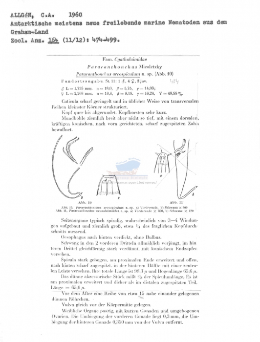 Paracanthonchus arcospiculum