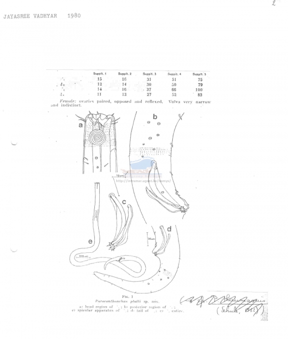 Paracanthonchus platti